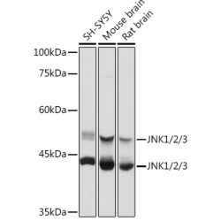 JNK1/2/3 Rabbit pAb