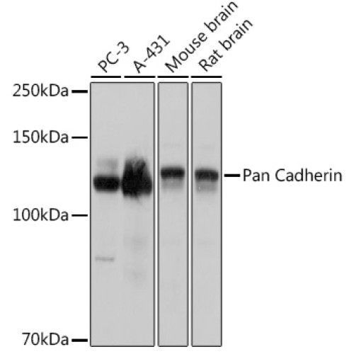 Pan Cadherin Rabbit pAb