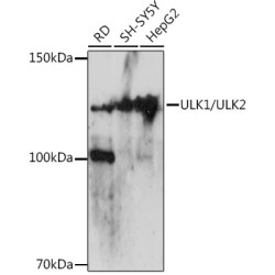 ULK1/ULK2 Rabbit pAb