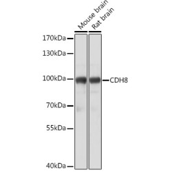 CDH8 Rabbit pAb