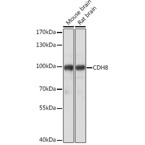 CDH8 Rabbit pAb