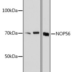 NOP56 Rabbit pAb