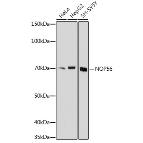 NOP56 Rabbit pAb