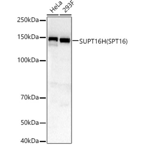 SUPT16H (SPT16) Rabbit pAb