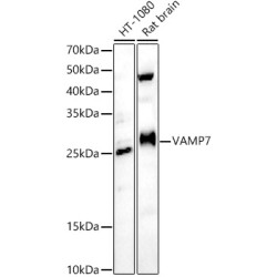 VAMP7 Rabbit pAb