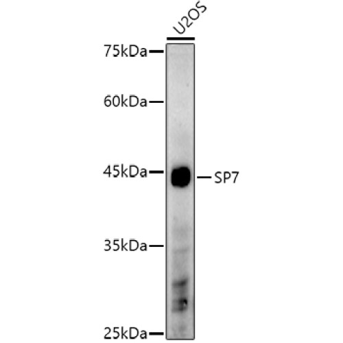 SP7 Rabbit pAb