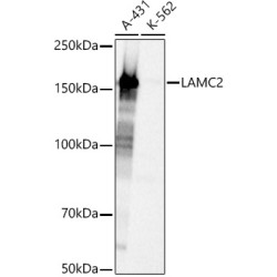 LAMC2 Rabbit pAb