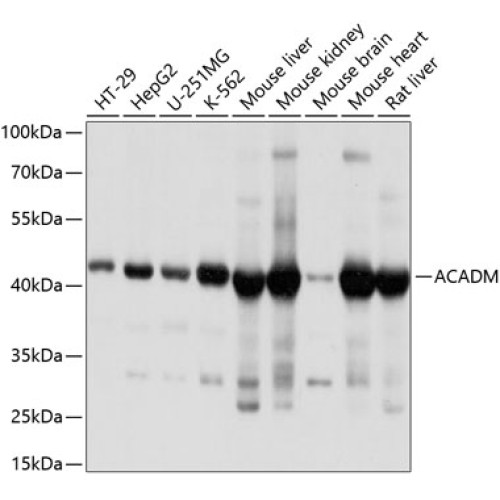 ACADM Rabbit pAb