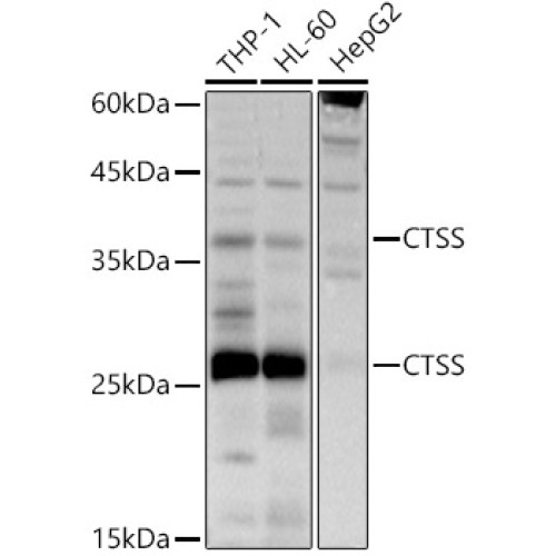 CTSS Rabbit pAb