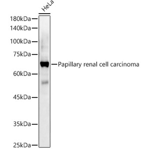 Papillary renal cell carcinoma Rabbit pAb