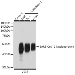 SARS-CoV-2 Nucleoprotein Rabbit pAb
