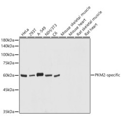PKM2-specific Rabbit pAb