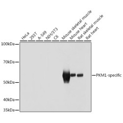PKM1-specific Rabbit pAb