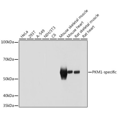 PKM1-specific Rabbit pAb