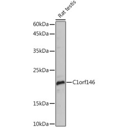 C1orf146 Rabbit pAb