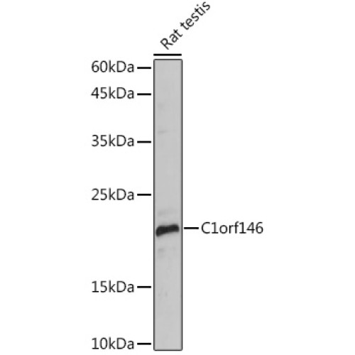 C1orf146 Rabbit pAb