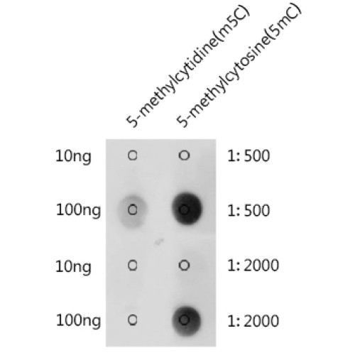 5-Methylcytosine (5mC) Rabbit pAb