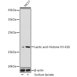 Lactic acid-Histone H3-K18 Rabbit pAb