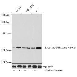 Lactic acid-Histone H3-K14 Rabbit pAb