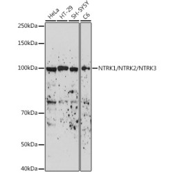 NTRK1/NTRK2/NTRK3 Rabbit pAb