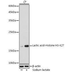 Lactic acid-Histone H3-K27 Rabbit pAb