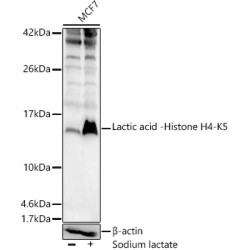 Lactic acid -Histone H4-K5 Rabbit pAb