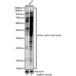 Pan Lactic acid-Lysine Rabbit pAb