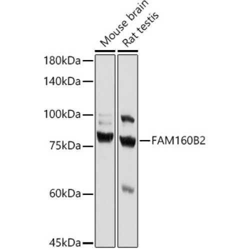 FAM160B2 Rabbit pAb