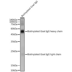Biotin Rabbit pAb