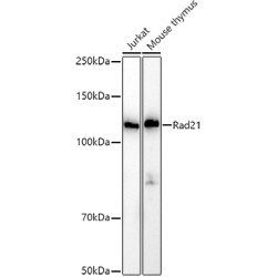 Rad21 Rabbit pAb