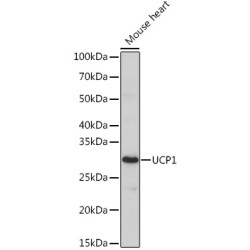 UCP1 Rabbit pAb