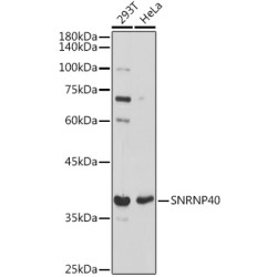 SNRNP40 Rabbit pAb