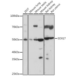 SOX17 Rabbit pAb