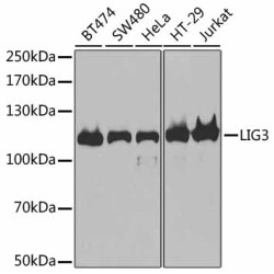 DNA Ligase III/LIG3 Rabbit pAb