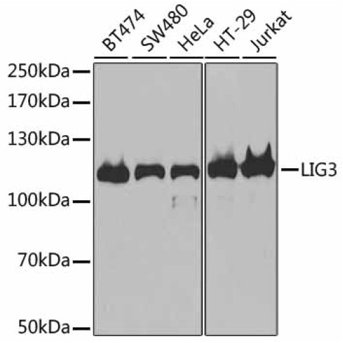 DNA Ligase III/LIG3 Rabbit pAb