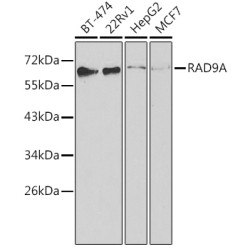RAD9A Rabbit pAb