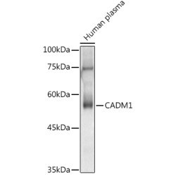 CADM1 Rabbit pAb