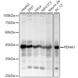 PDHA1 Rabbit pAb