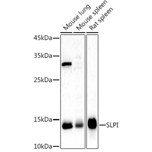 SLPI Rabbit pAb