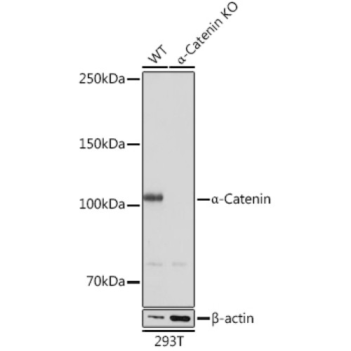 [KO Validated] α-Catenin Rabbit mAb