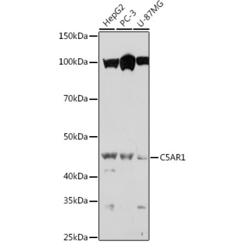 C5AR1 Rabbit pAb