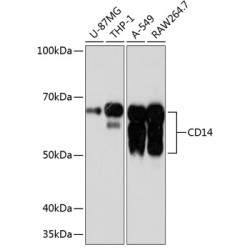 CD14 Rabbit mAb