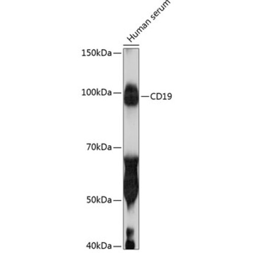 CD19 Rabbit mAb