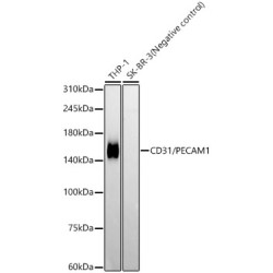CD31/PECAM1 Rabbit mAb