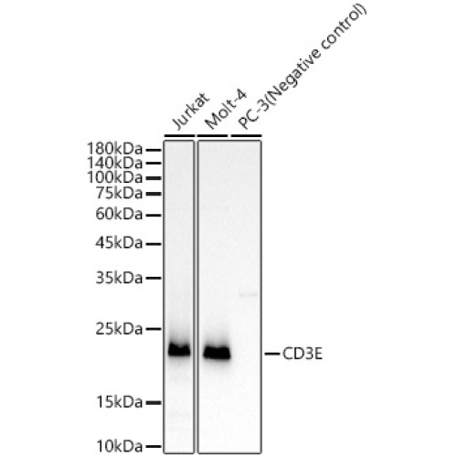 CD3E Rabbit mAb