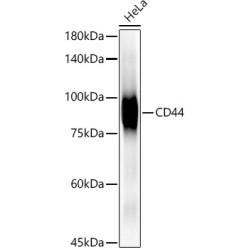 [KO Validated] CD44 Rabbit mAb