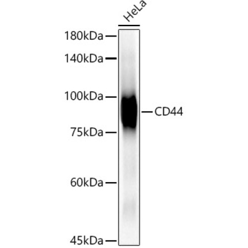 [KO Validated] CD44 Rabbit mAb