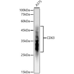 CD63 Rabbit mAb