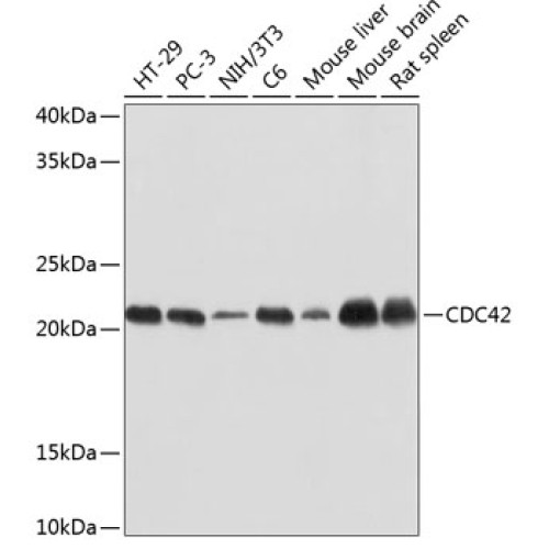 CDC42 Rabbit mAb