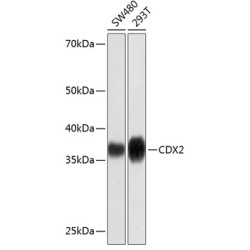 [KD Validated] CDX2 Rabbit mAb